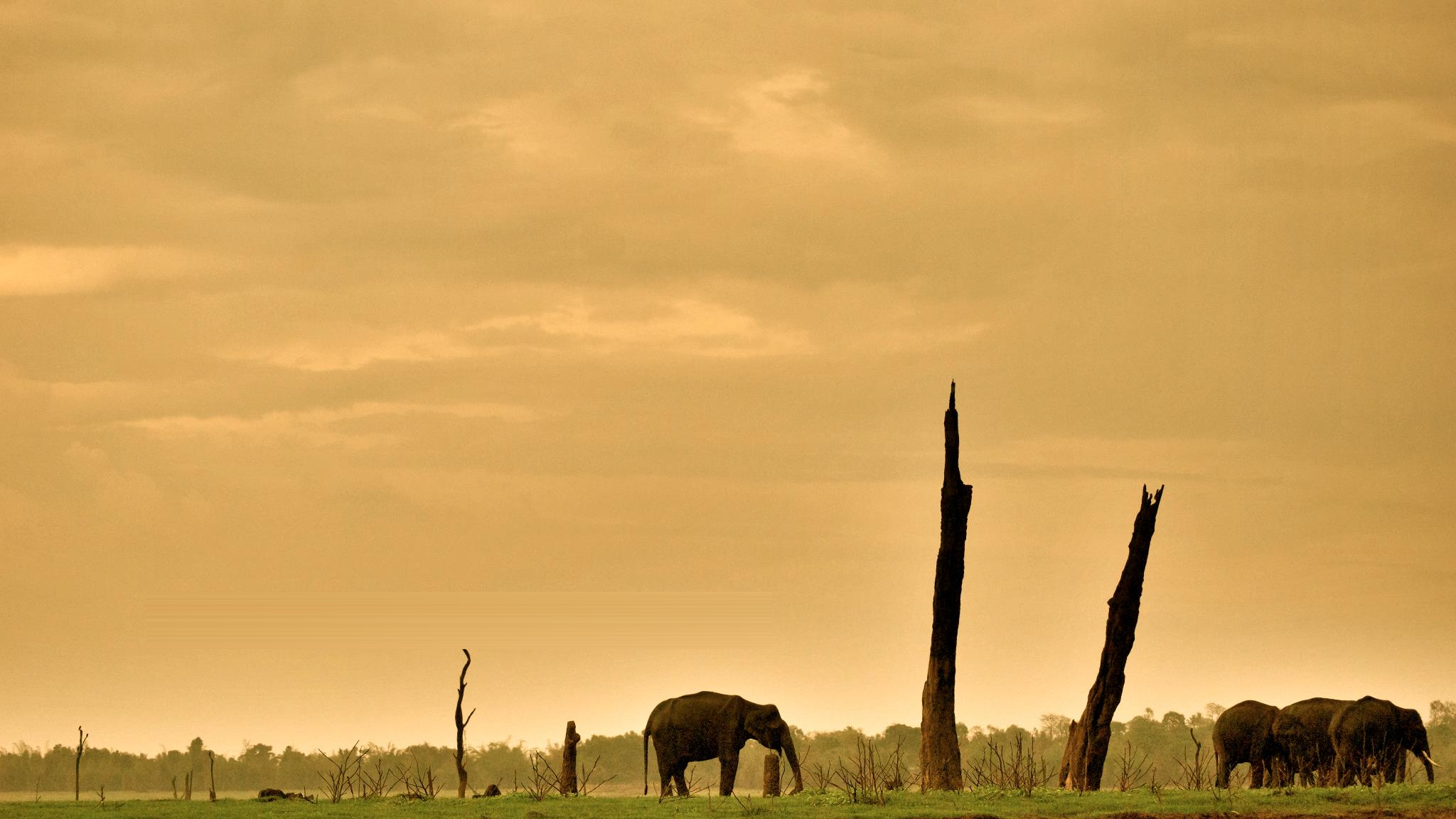 Elephants and weathered dead trees under a golden storm sky — photograph by Vikas Konded